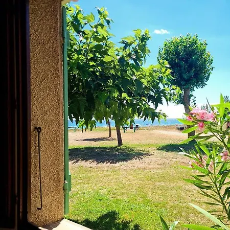 Pinea Mare