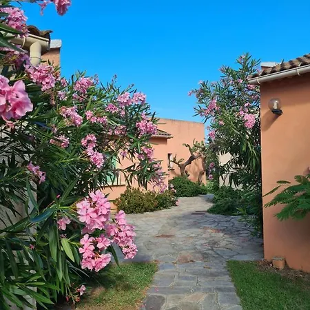 Pinea Mare Poggio Mezzana